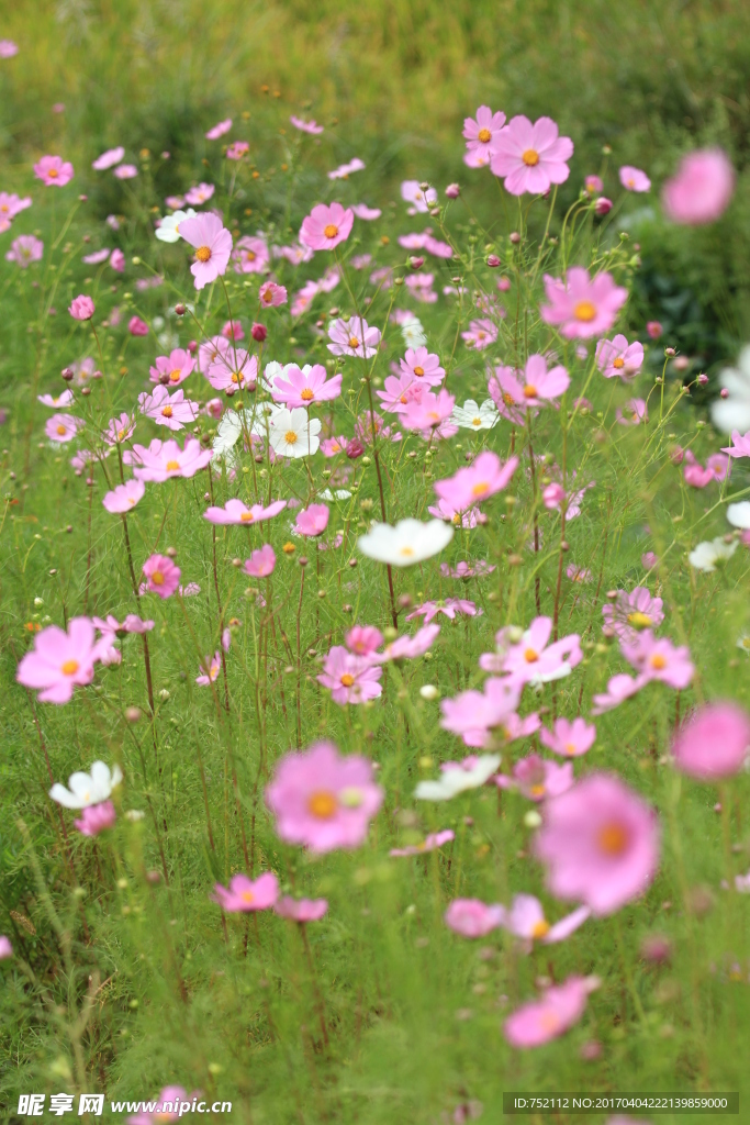 格桑花