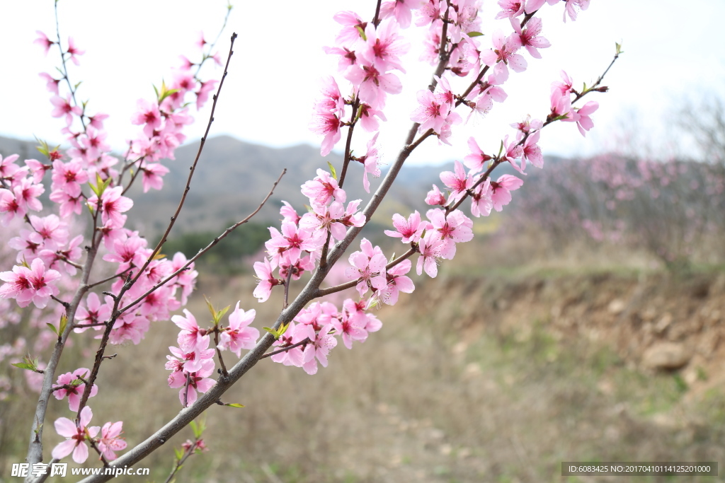 桃花