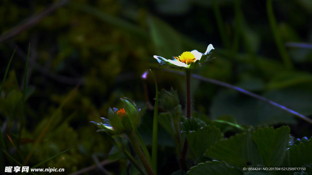 阳光照在花朵上