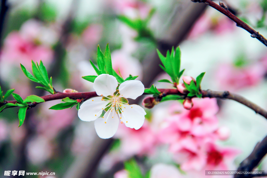桃花