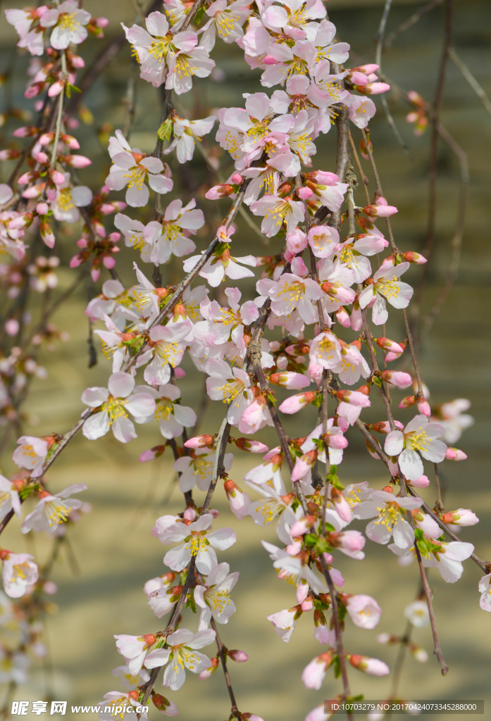繁花似锦