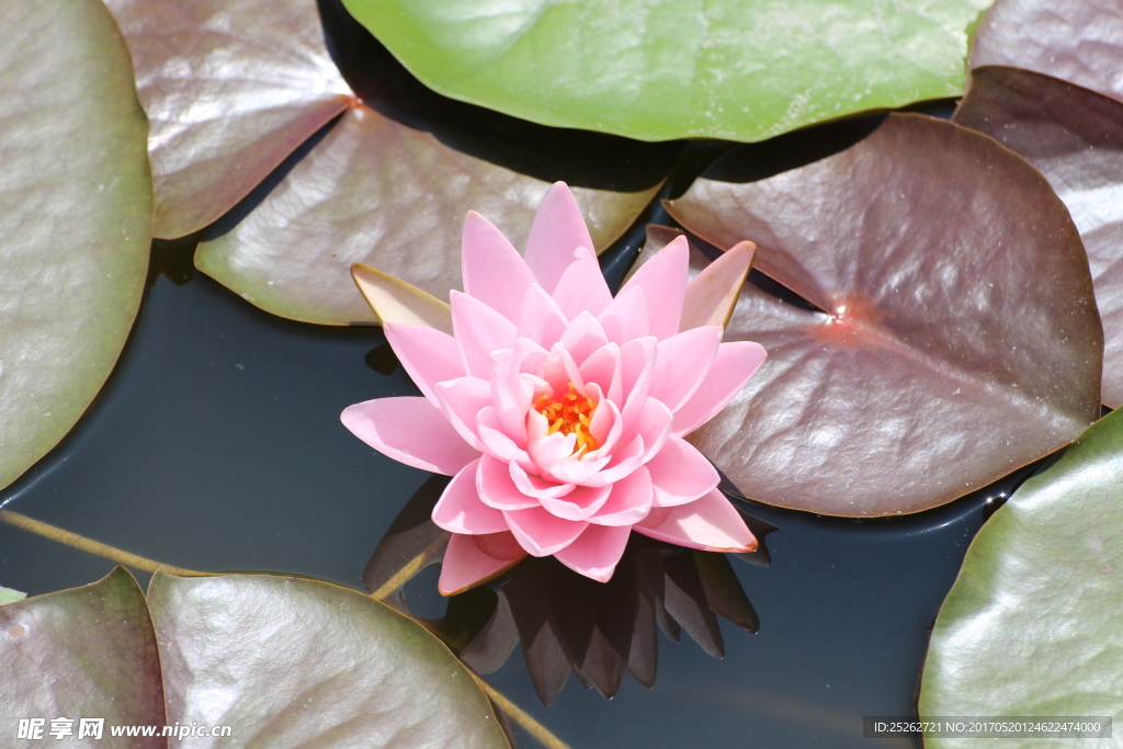 莲花