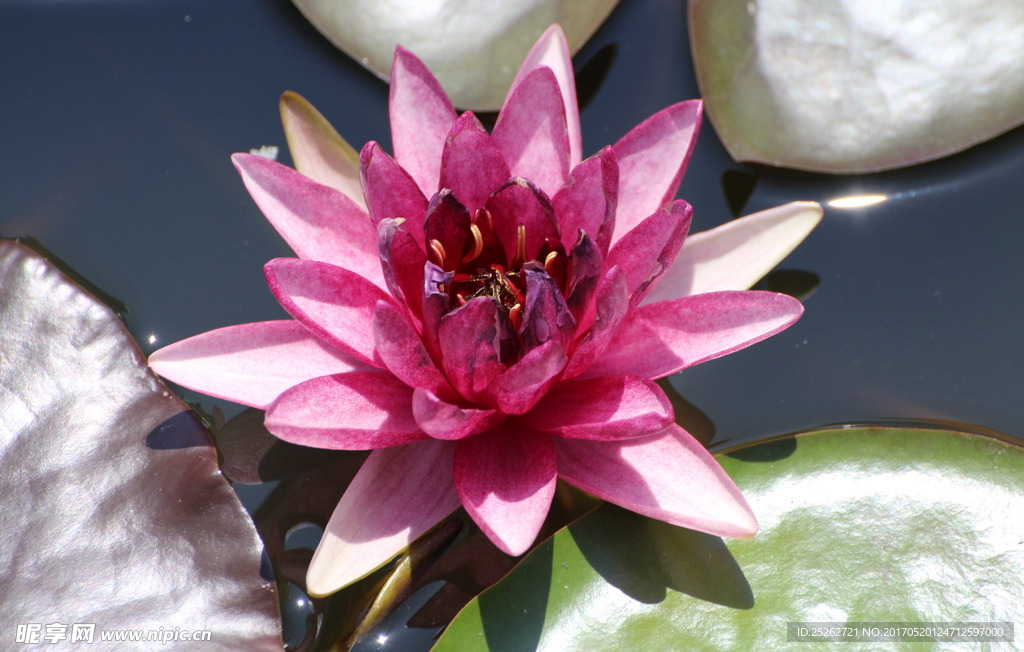 莲花
