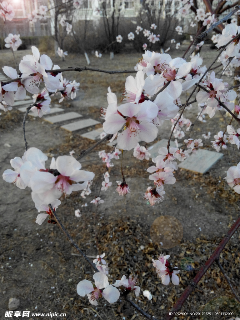 桃花