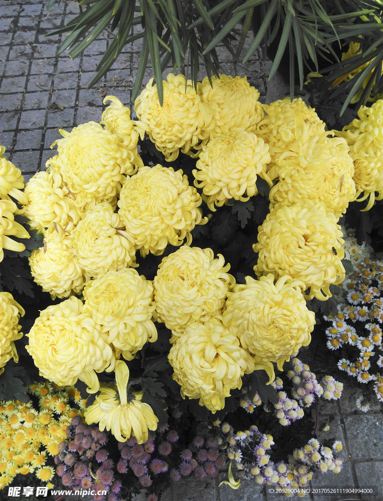 菊花