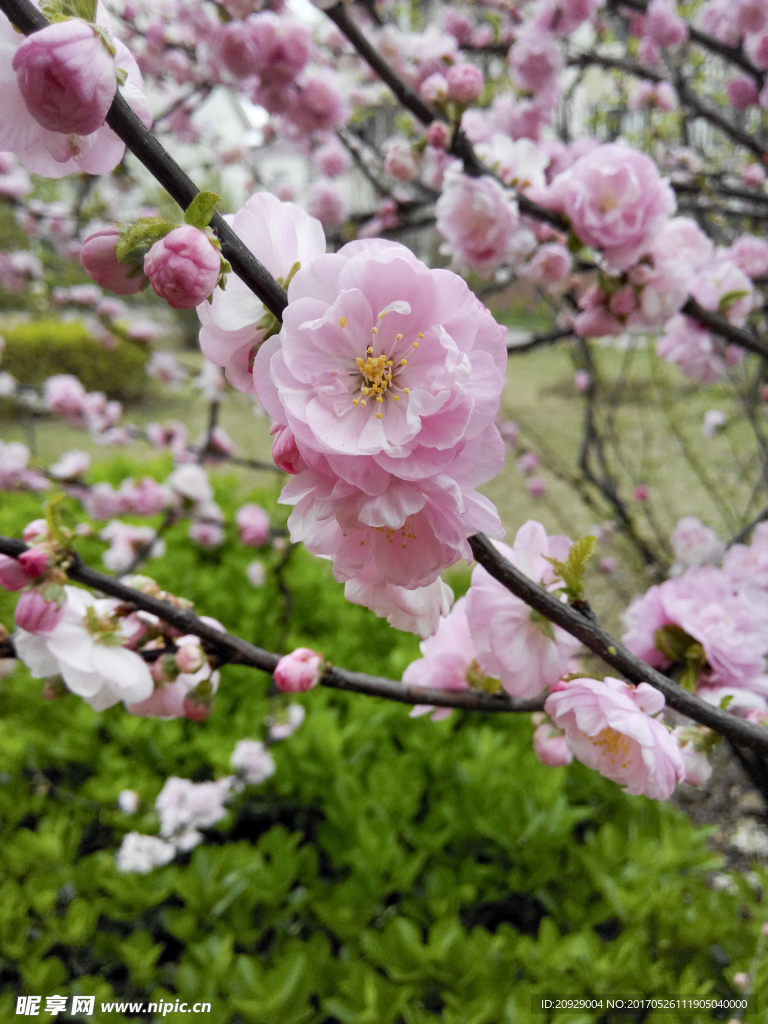 桃花