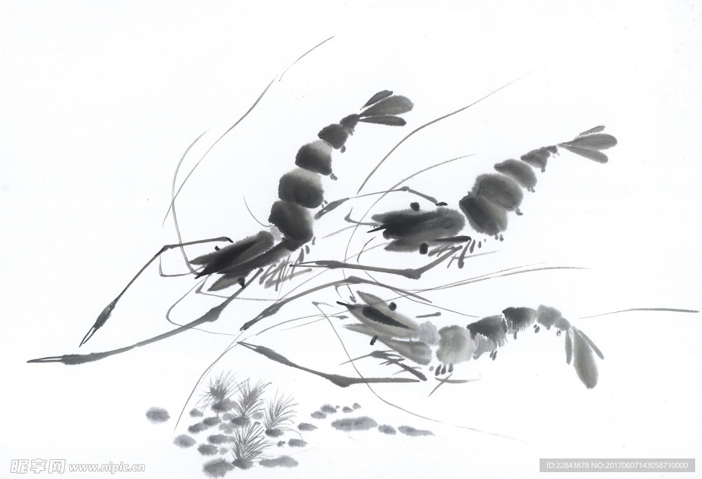 水墨画虾