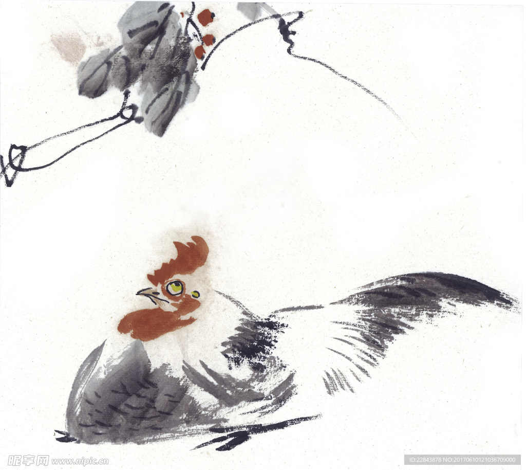 公鸡
