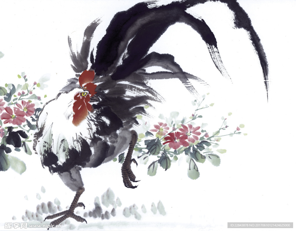 公鸡