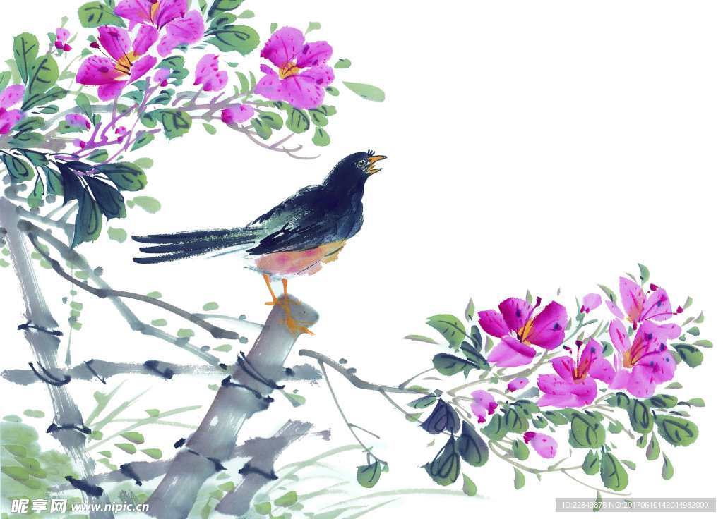 鸟