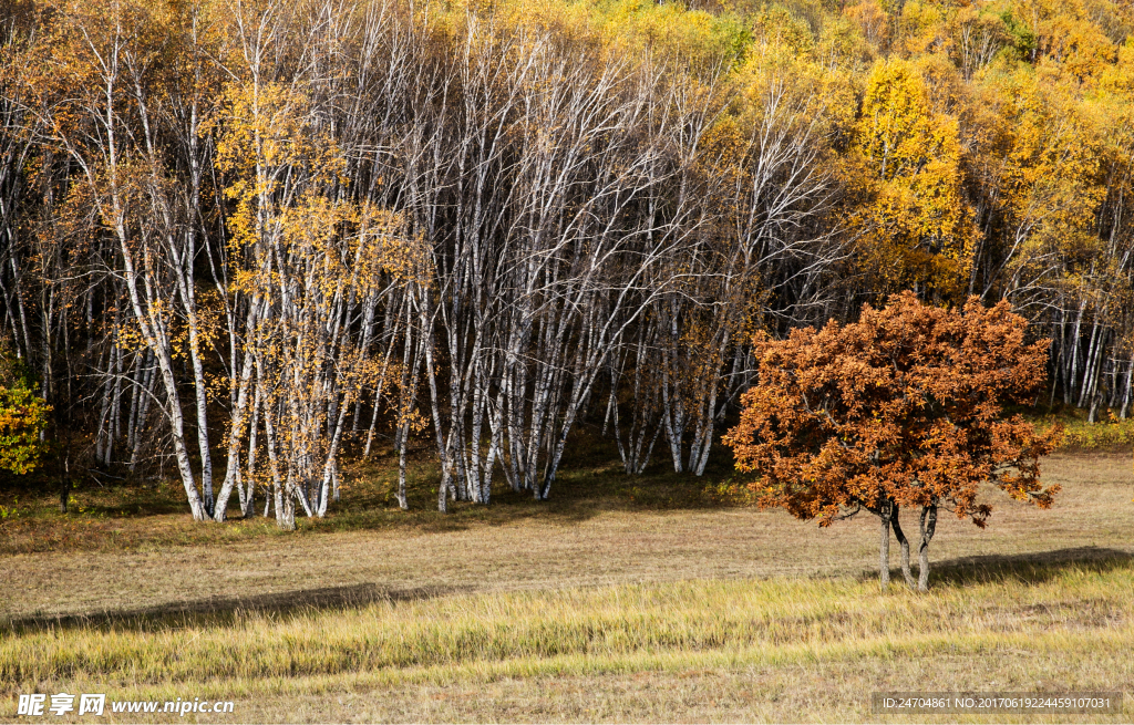 白桦林秋色