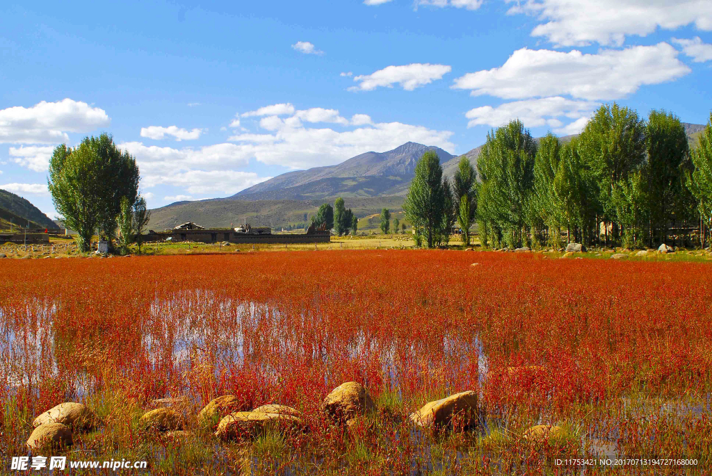 四川稻城亚丁红草地