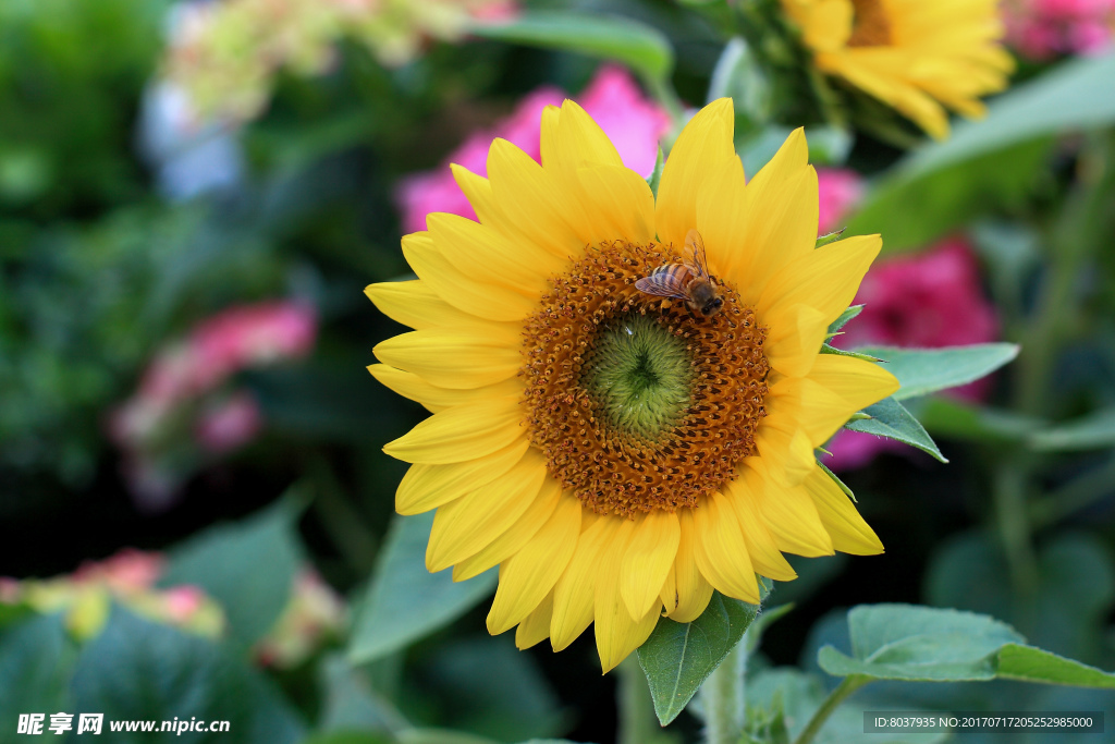蜜蜂在向日葵上采蜜