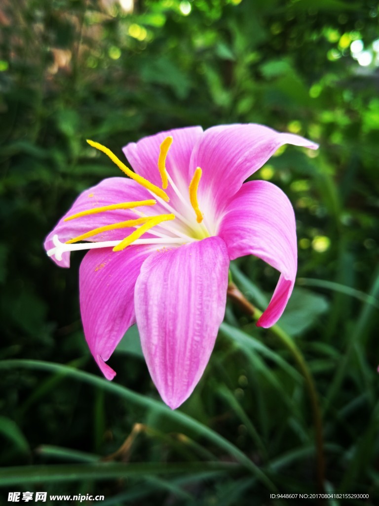 韭兰花