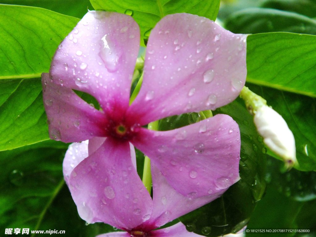 长春花