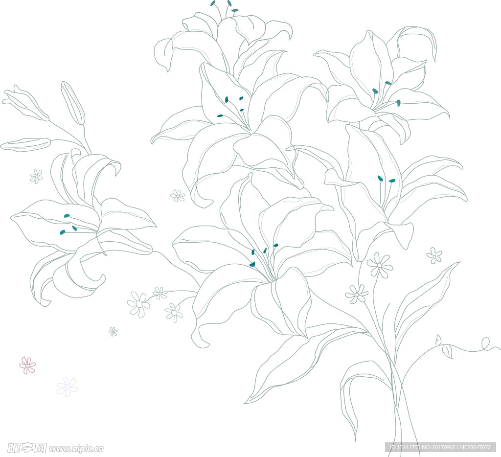 百合花