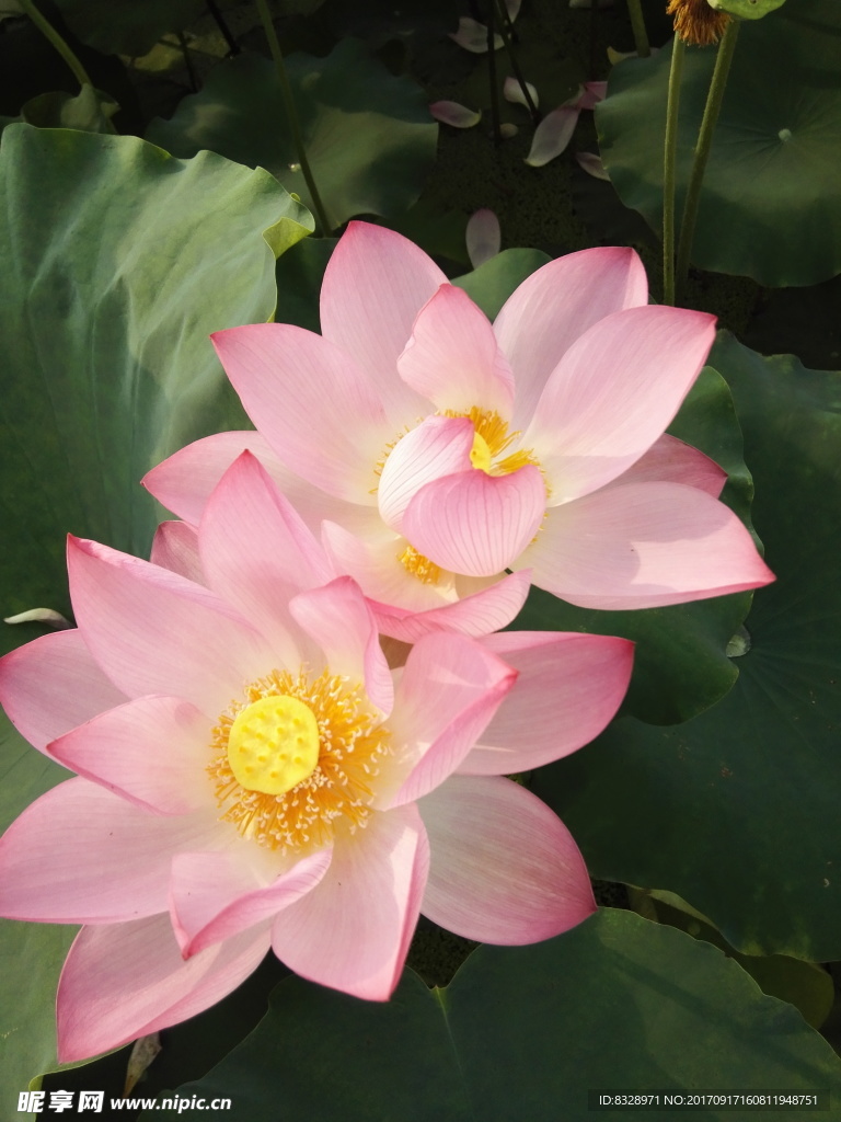 荷花