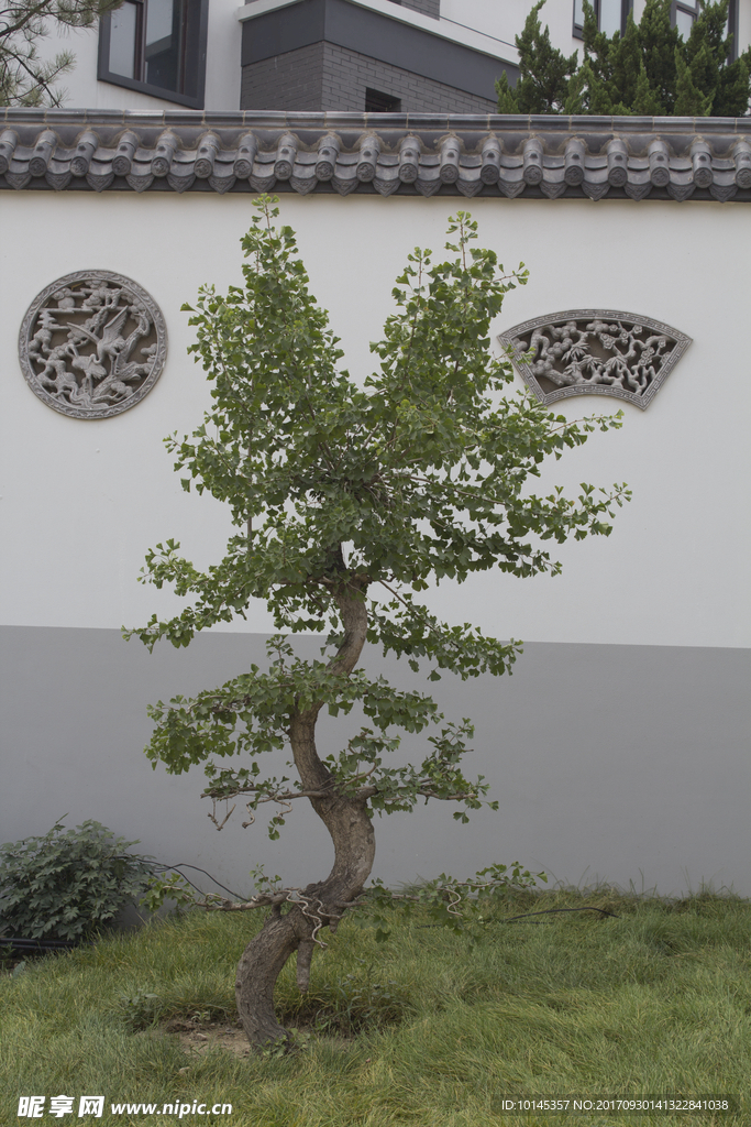一棵树
