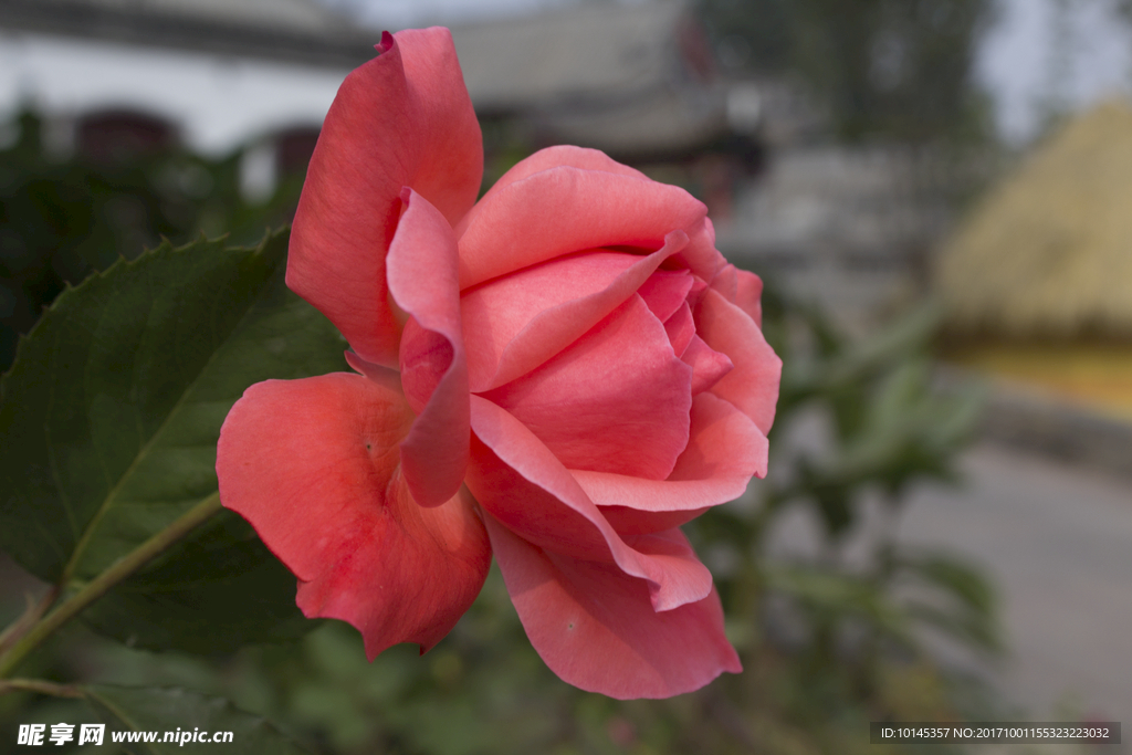 月季花