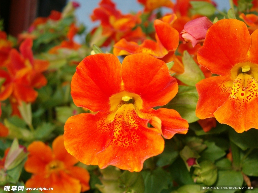 红艳花朵特写图片