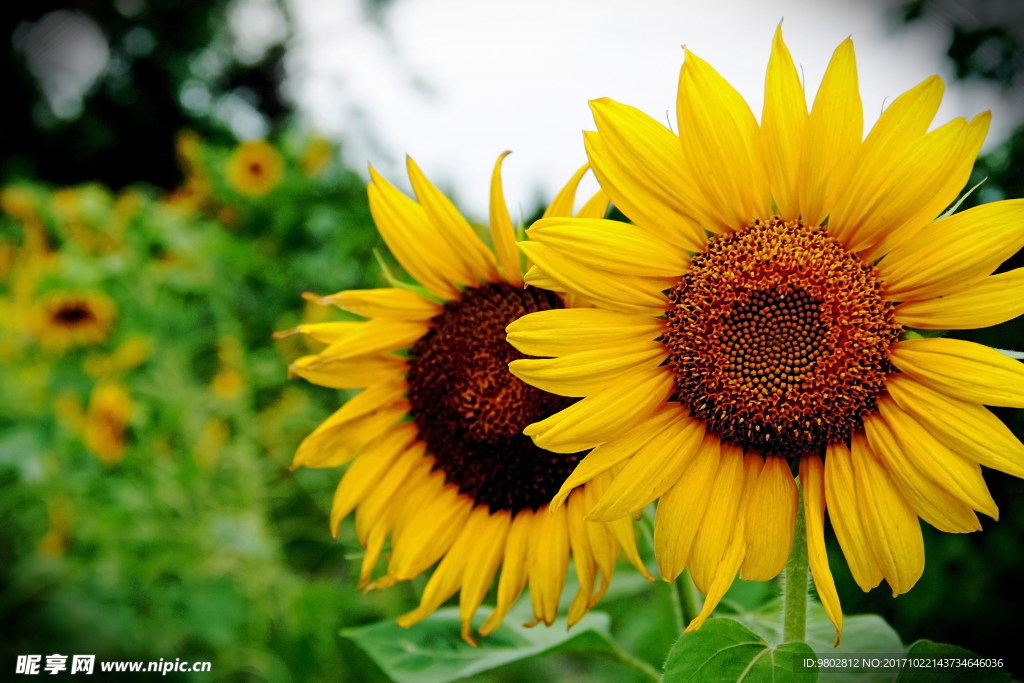 向日葵唯美意境图片