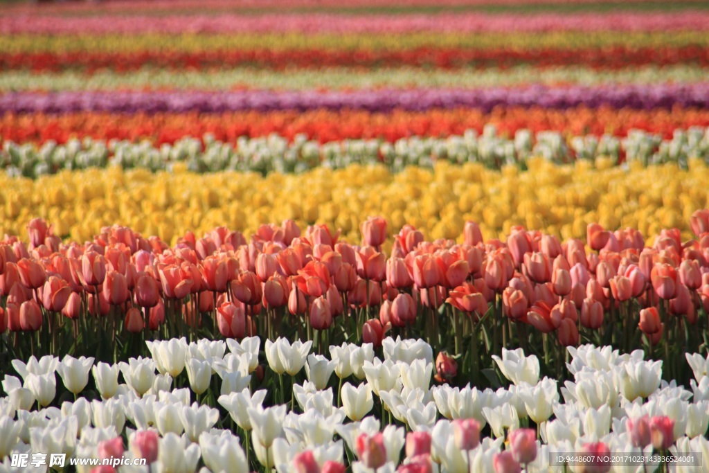 浪漫郁金香花海图片