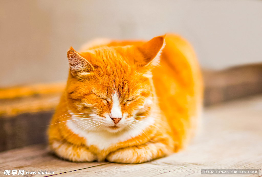 动物 猫