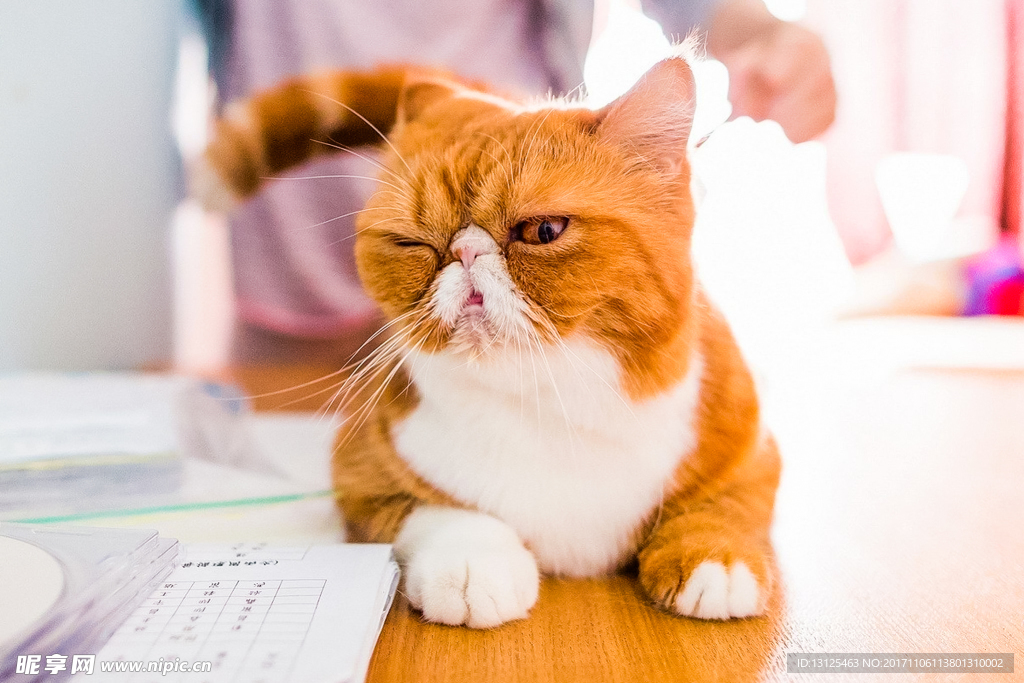 动物 猫