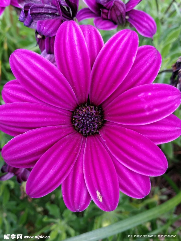 蓝眼菊
