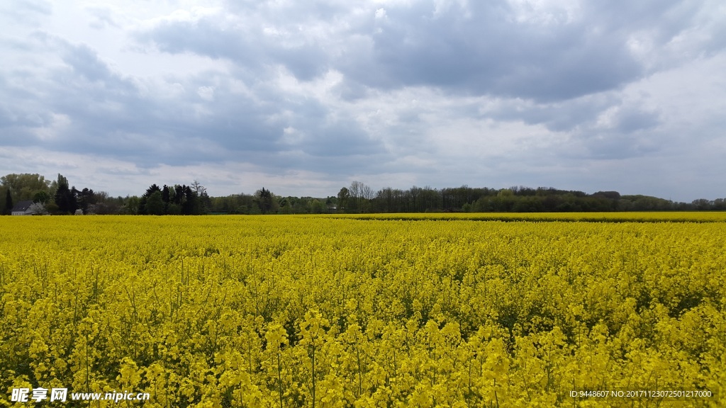 黄色油菜花地摄影图片