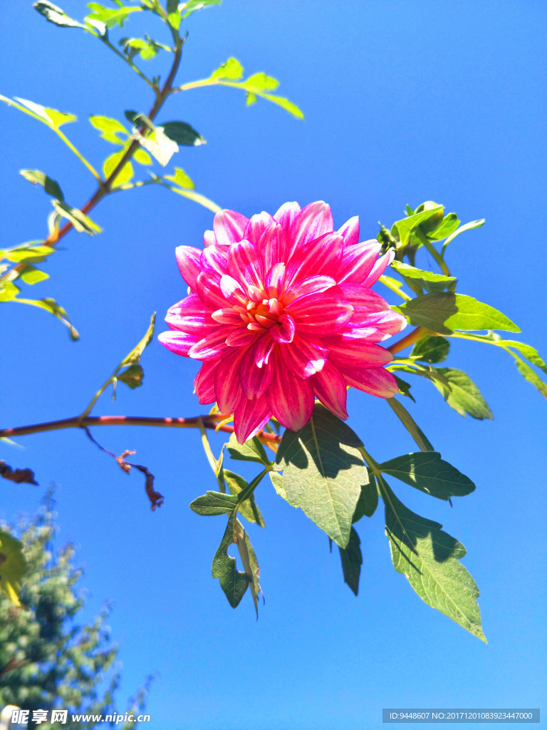 大丽花