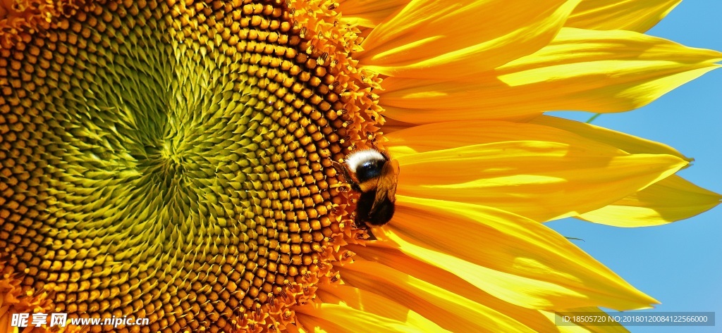 向日葵与蜜蜂图片