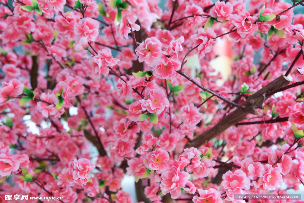 春天里的桃花