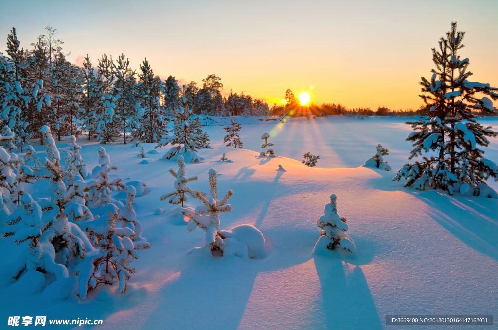树林雪地阳光冬季