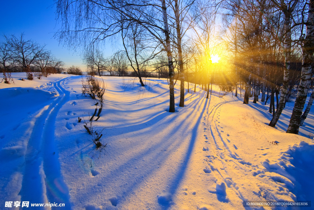 阳光树林雪地