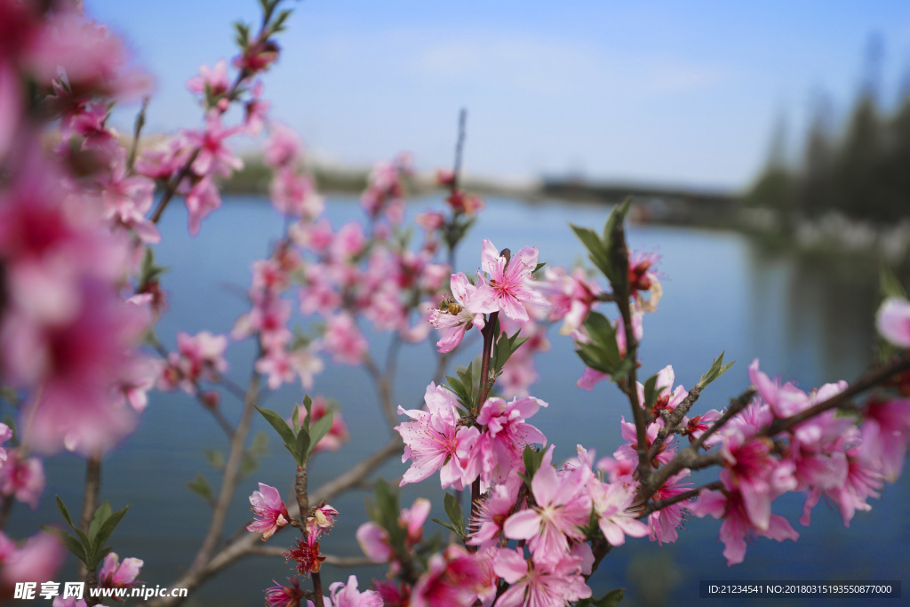 桃花