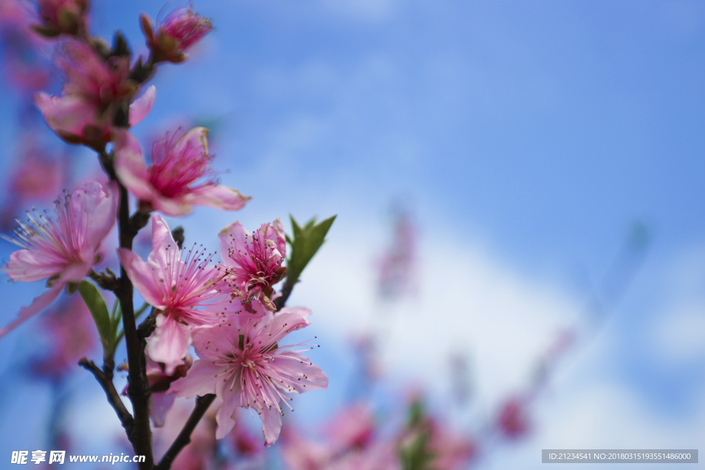桃花