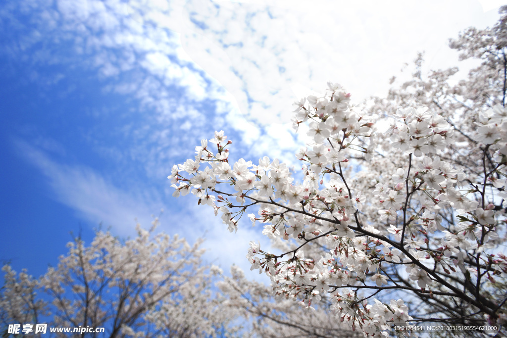 樱花