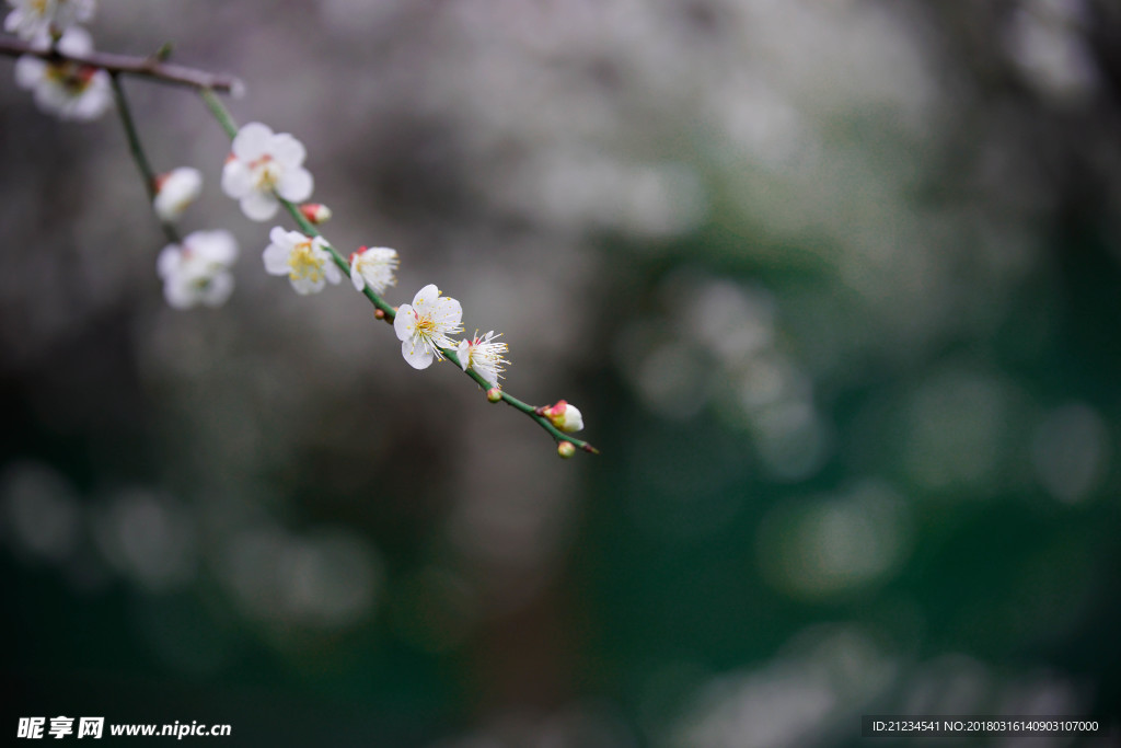 白梅花