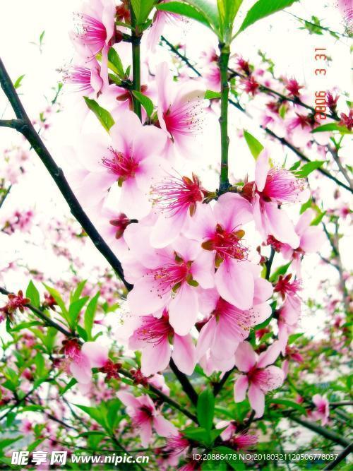 桃花