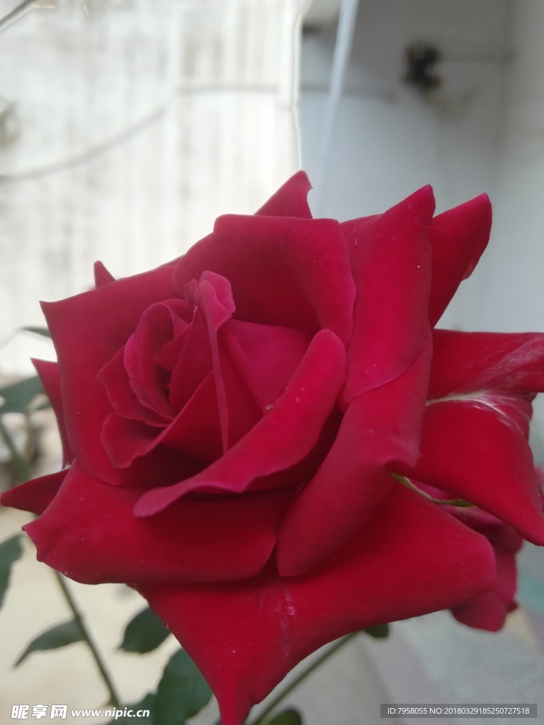 玫瑰花