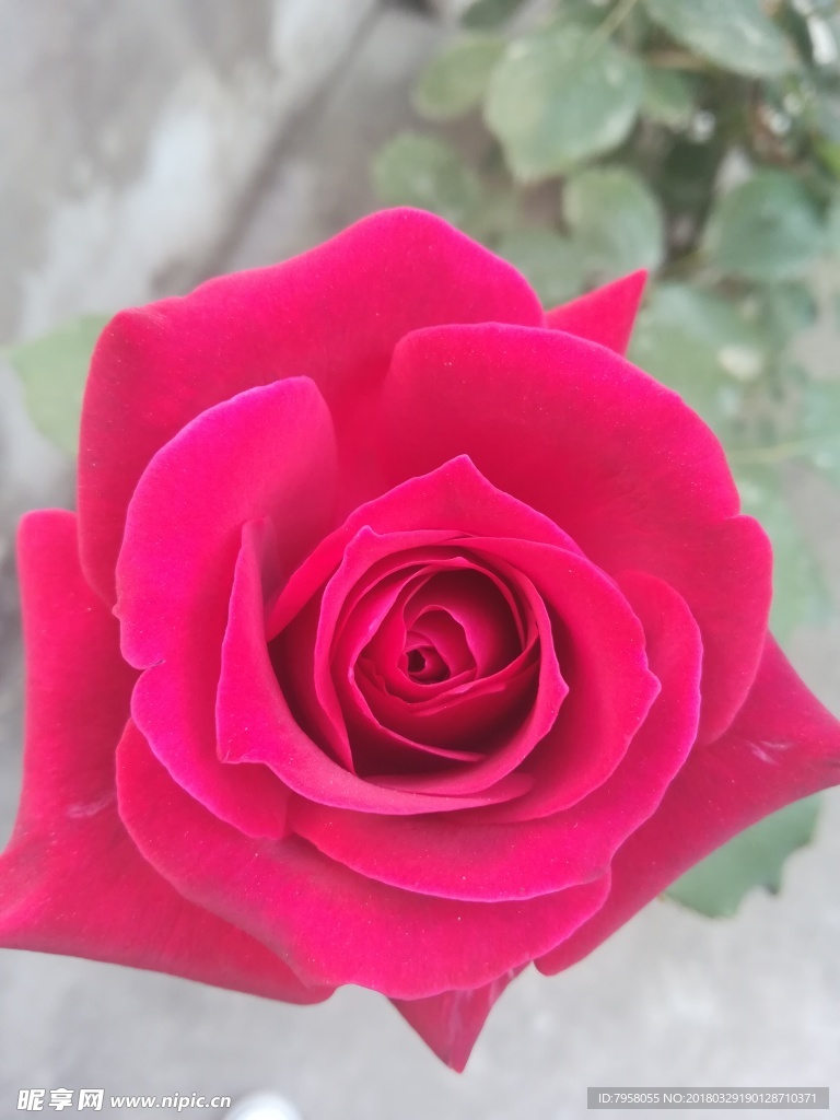 玫瑰花
