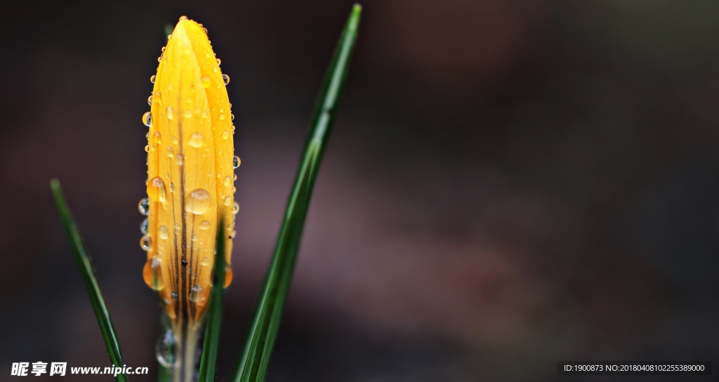 花蕾