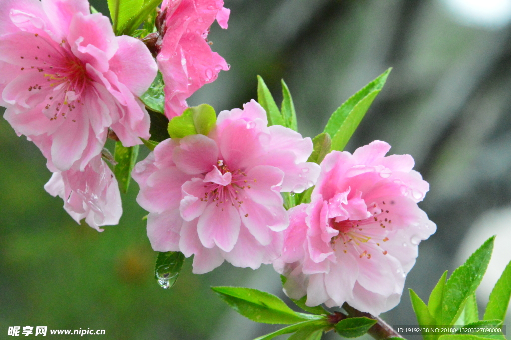 雨露碧桃花儿