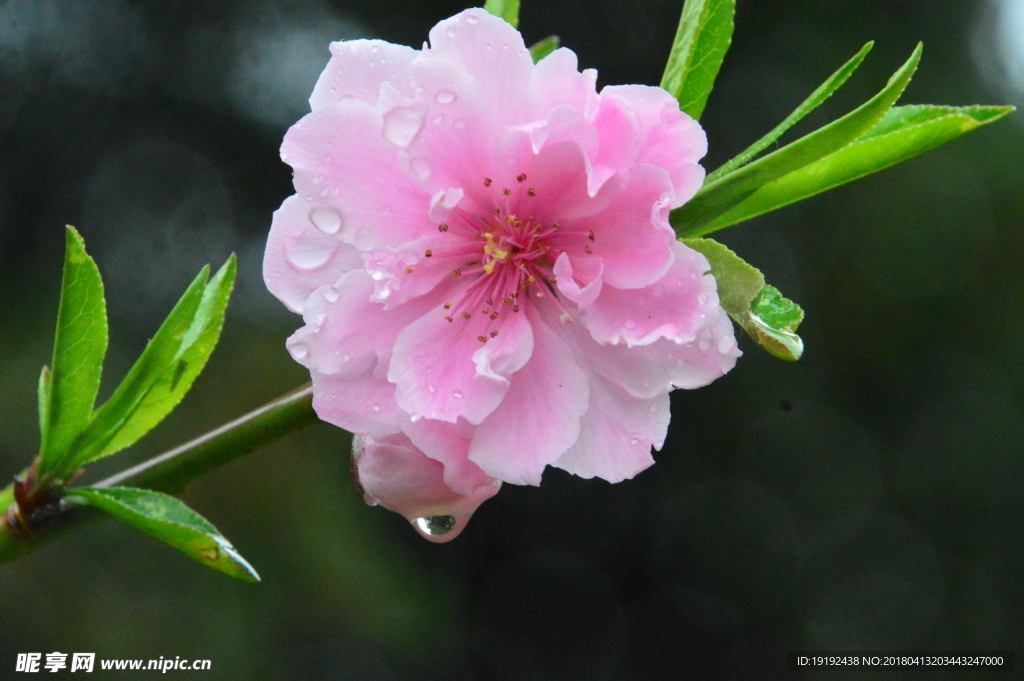 雨露碧桃花儿