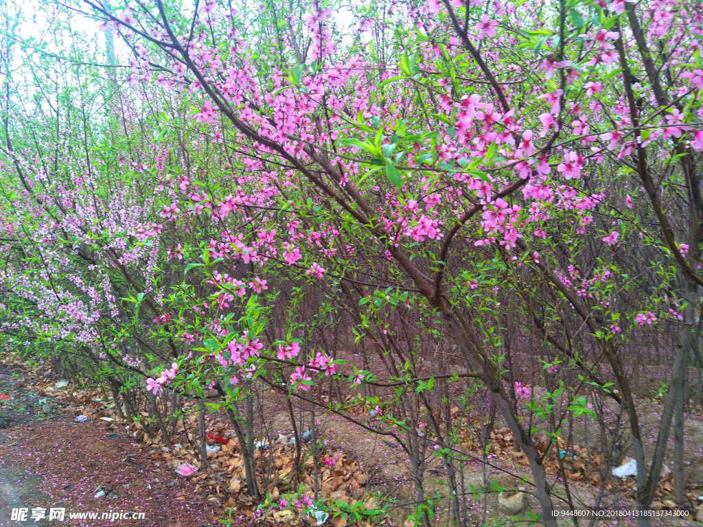 桃花