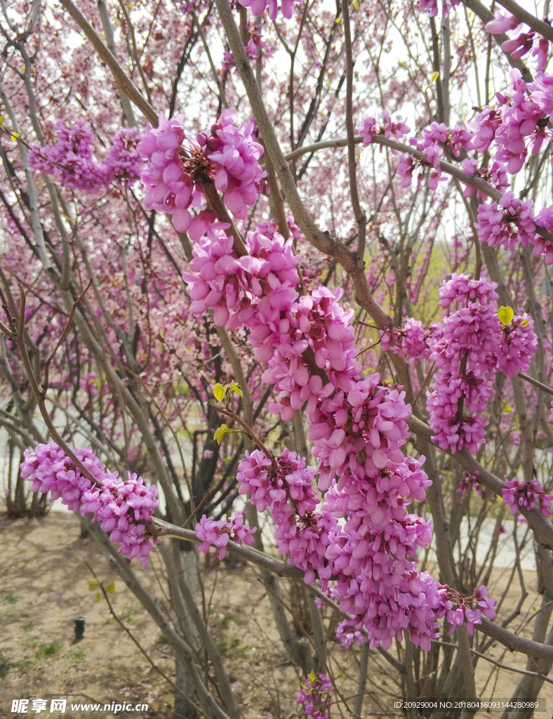 丁香花