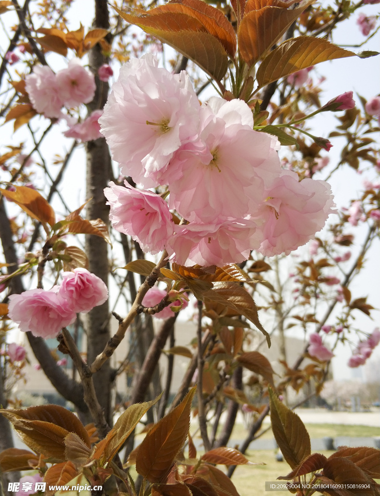 桃花