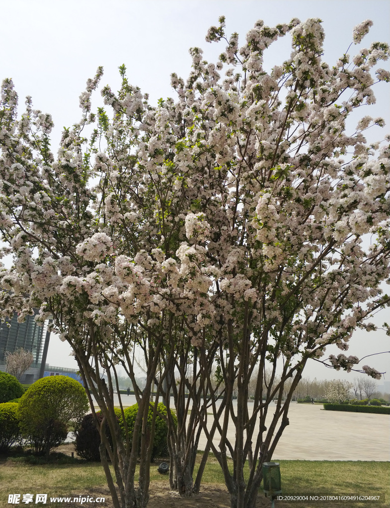 海棠花