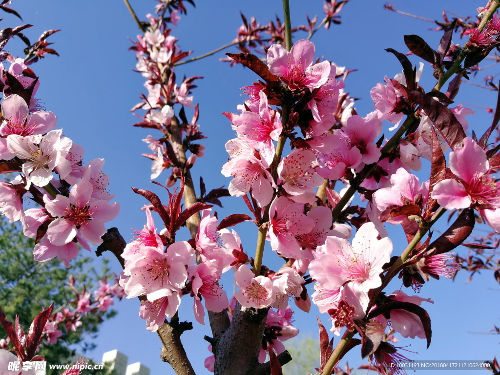 桃花